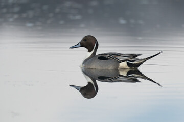 Pintail duck reflected on calm water in the morning