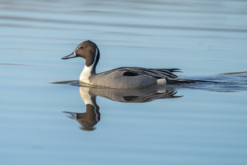 Pintail duck reflected on calm water in the morning