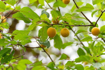 Several yellow cherry plums in the foliage. A few golden yellow cherry plums hang among green leaves. The ripe fruits are clearly visible.
