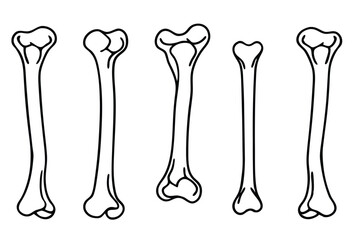 Humerus Line Art Highlights Bone Anatomy