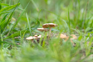 Mushrooms in Grass. Several light-colored mushrooms with wavy caps grow sheltered in the tall grass. Presumably a type of fungus Conocybe or Psathyrel