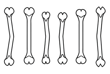 Humerus Line Art Shows Arm Details