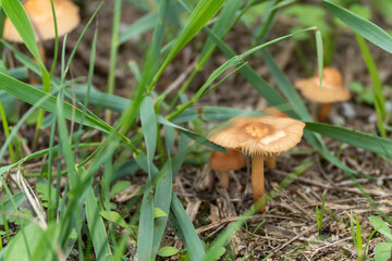 Orange Mushroom. An orange-brown mushroom stands freely among blades of grass. The serrated gills and shape suggest a type of russet or hygrocybe.