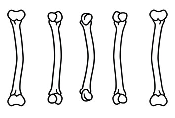 humerus upper arm line art orthopedic design concept