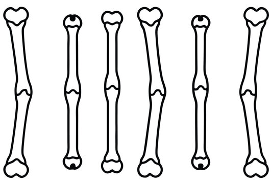 humerus upper arm line art skeletal system overview