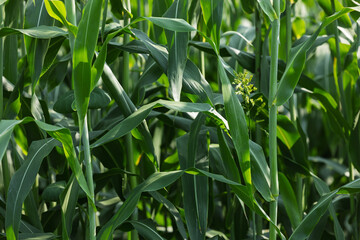 Close-up of lush green corn plants in a field