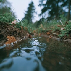 Fototapeta premium Forest river during autumn with fallen leaves, small animals hiding in brush