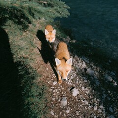 Rocky highland river trail with foxes and strong shadows, epic sky view