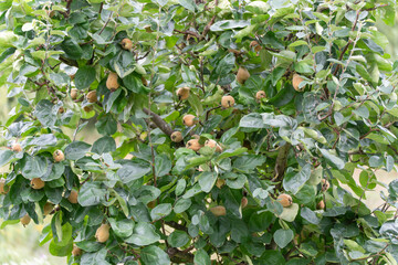 Medlar Tree with Fruit. The medlar tree Mespilus germanica bears numerous brown fruits among dense, green foliage. The ripening medlars are typical of late summer.