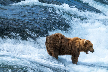 Coastal Brown Bear looking for salmon in a river