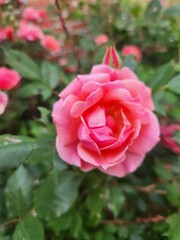 single pink rose