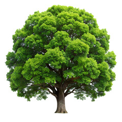 Lush Green Oak Tree Perfect Nature Photography for Websites and Designs
