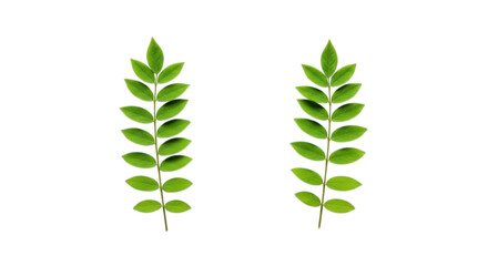 Two green sprigs with small leaves isolated on transparent background