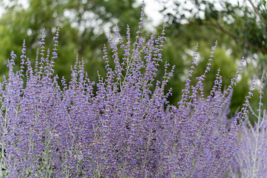 Tall inflorescence of Russian sage against a blurred green background. The spikes sway gently in the breeze.