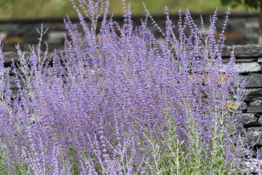 Russian sage Perovskia atriplicifoli with dense purple-blue flower clusters in front of a stone wall. The plant is a magnet for insects.