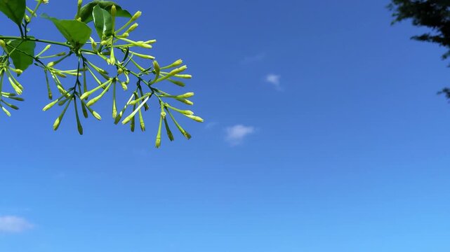 A branch of blooming night-blooming jasmine with white flowers against a bright blue sky with scattered clouds.