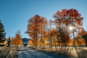 Pickup drives up a gravel road through an autumn forest