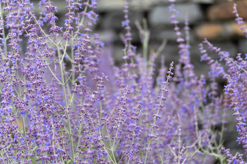 Russian sage Perovskia atriplicifolia with delicate purple flowers in front of a blurred stone wall. The plants are densely planted and provide food for insects.