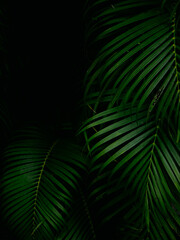 Tropical palm leaves green nature view decoration background texture.