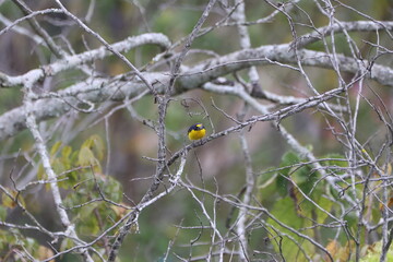 Cute Yellow Bird Perched on a Branch