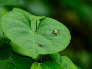 Striped Lynx Spider on Green Leaf – Macro Nature Close-up