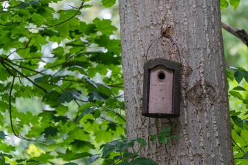 A nesting box hangs from a tree trunk in a green deciduous forest. It provides a protected nesting site for birds.