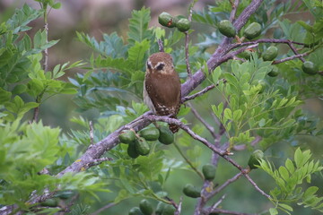 Ferruginous pygmy-owl perched in tree with green fruit