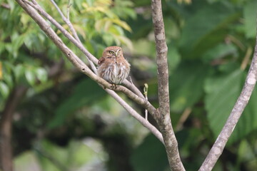 Eurasian Pygmy Owl on Branch in Forest
