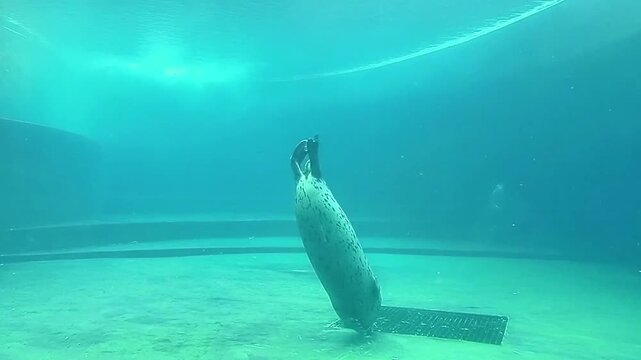 spotted seal swimming underwater in zoo, view from underwater	