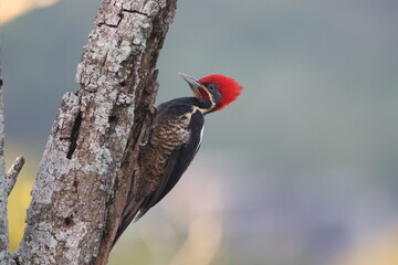 Red-Headed Woodpecker perched on a tree trunk.