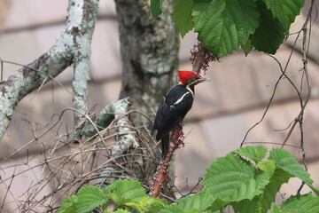 Pileated woodpecker perched on branch in lush nature