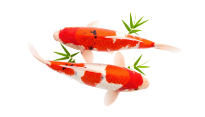 Colorful Koi Fish with Green Bamboo Leaves on a White Background