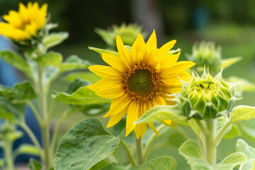The sunflower is in the center, surrounded by other buds. The image exudes brightness and naturalness.