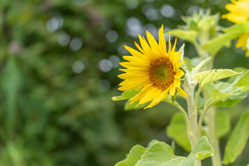 A sunflower leans to the side while the background is illuminated with soft bokeh. The scene...