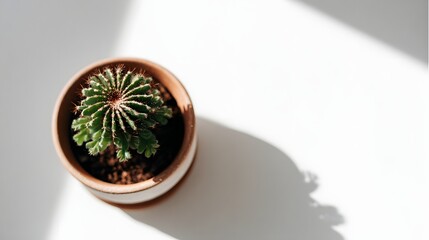 Small cactus plant in a terracotta pot.