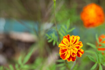 A bright yellow and orange Marigold flower stands in the foreground. The blurred background highlights the vibrant color.
