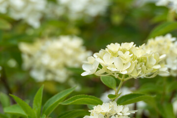 Several cream-colored panicle hydrangeas bloom next to each other. The background is soft, with...