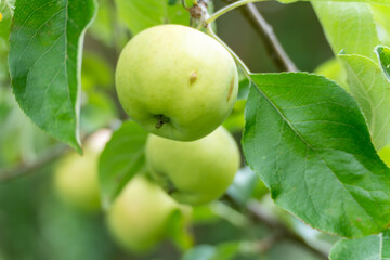A single green apple in close-up with visible bumps. The intense leaf structure emphasizes the freshness of the fruit.
