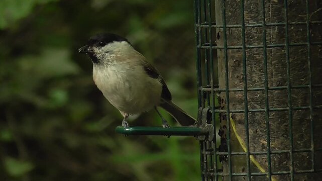 Marsh Tit (Poecile palustris) Feeding on a Niger (or nyjer) Seed Feeder