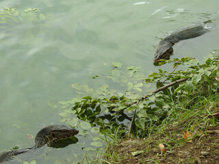Two Asian Water Monitor Lizards