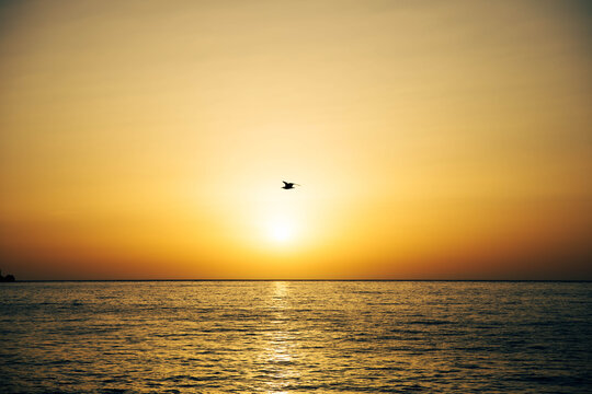 bird on sonset