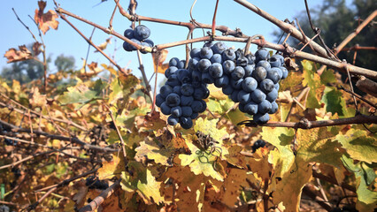Bunch of Purple Grapes on Vine in Autumn Vineyard, Chile
