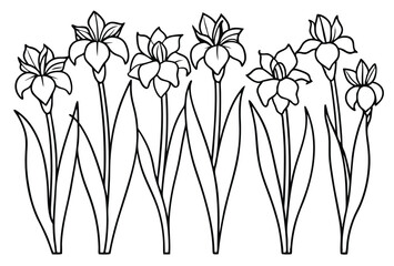 iris subtle charm revealed through line art
