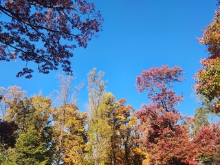 Fototapeta premium autumn in the park