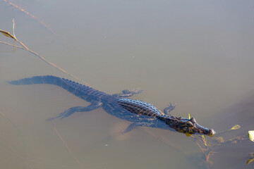 Caiman