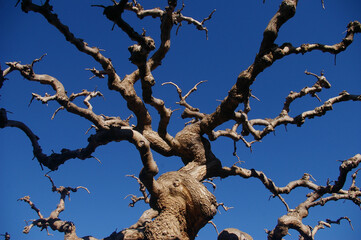 Pollarded, heavily-pruned tree branches taken from below against bright blue sky in winter.