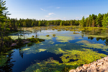 Overgrown Beaver Pond. Beaver Pond Trail. Algonquin Provincial Park, Ontario, Canada.