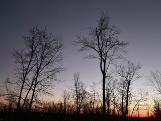 trees against night sky