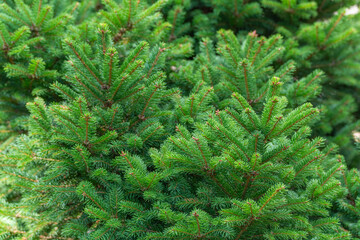Close-up of fresh, lush green branches of a fir tree. The needles are dense and clearly visible.