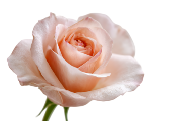 Peach rose blossom close-up.